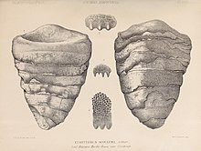 Theo nhóm nghiên cứu, bọ cạp biển Hibbertopterid cực kỳ hiếm trên toàn thế giới. Mẫu vật mới phát hiện chỉ là báo cáo thứ tư, nhưng đáng tin cậy nhất, từ Mỹ.
