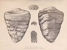 Theo nhóm nghiên cứu, bọ cạp biển Hibbertopterid cực kỳ hiếm trên toàn thế giới. Mẫu vật mới phát hiện chỉ là báo cáo thứ tư, nhưng đáng tin cậy nhất, từ Mỹ.