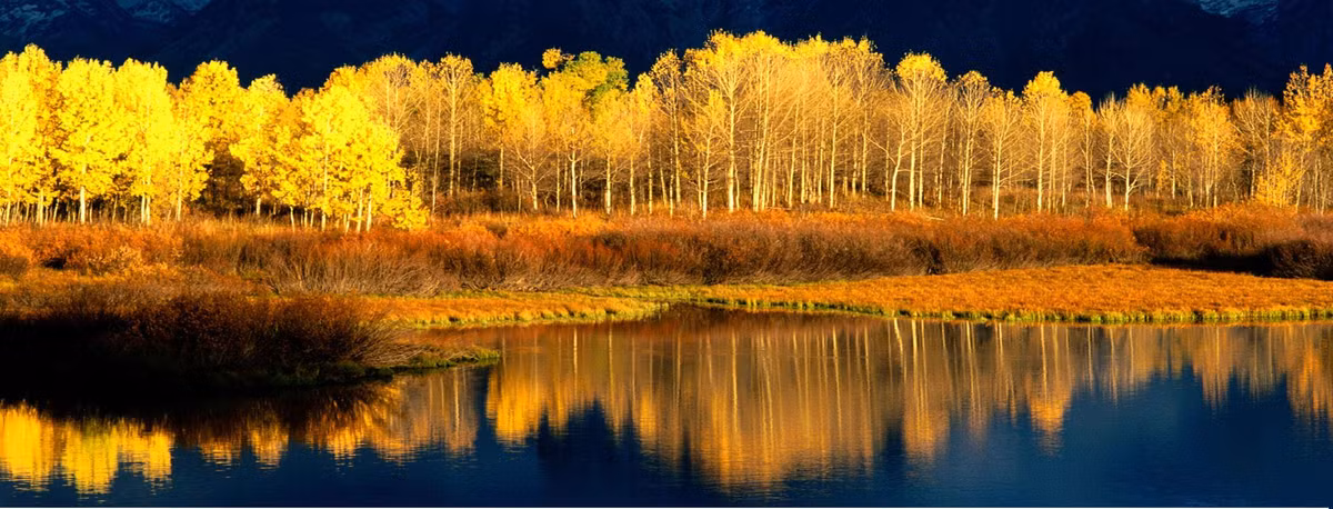 Các nhà quản lý dựng hàng rào quanh Pando, hy vọng có thể ngăn động vật ăn cỏ. Dù vậy, nghiên cứu mới của nhóm chuyên gia ở Đại học Utah đánh giá mức độ thành công của biện pháp này và phát hiện hàng rào có thể mang đến tác động tiêu cực.