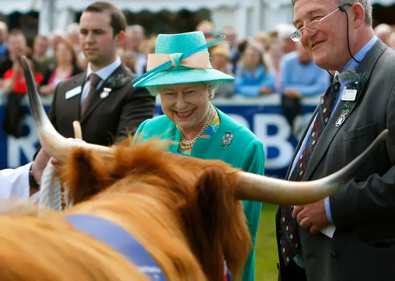 Nữ hoàng Elizabeth II đã đến thăm Royal Highland Show ở Edinburgh vào năm 2009. Trông bà rất vui khi gặp chú bò Highland.