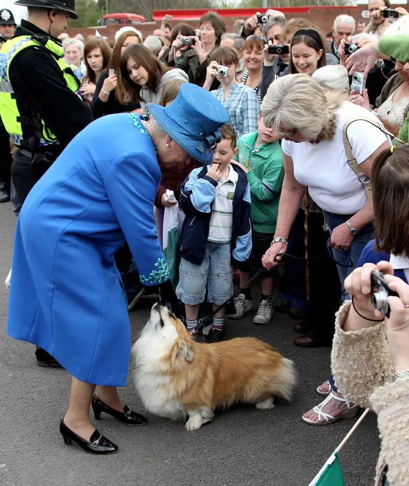 Nữ hoàng Elizabeth II gặp một chú chó corgi tên là Spencer ở Welshpool, Wales.