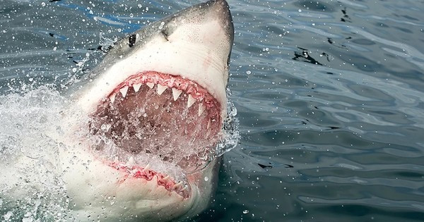 Cá mập cũng có một hệ thống đặc biệt gọi là đường bên sẽ thu nhận những rung động trong nước. Khả năng này sẽ cho phép nó phát hiện chuyển động của những người đàn ông dưới nước khi họ vùng vẫy. Một khi đàn cá mập đã xác định được vị trí của các thủy thủ, họ có rất ít cơ hội sống sót - đặc biệt là những người bị thương.