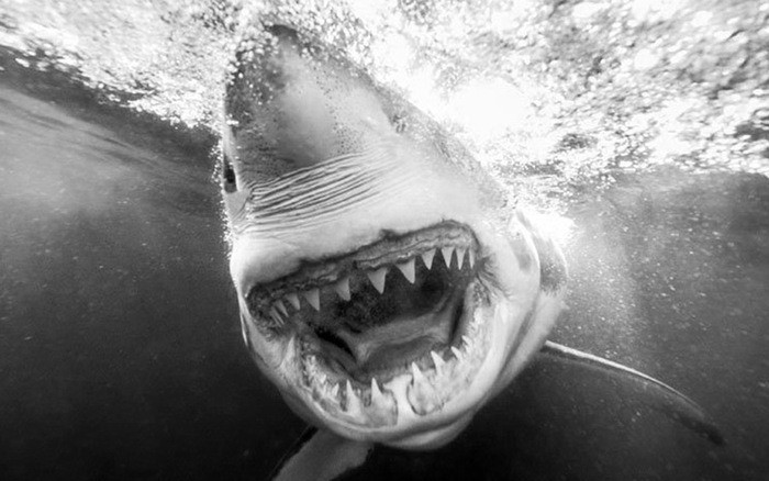 Nhiều loài cá mập có thể tham gia vào cuộc săn mồi điên cuồng, trong thời gian đó chúng có thể trở nên rất hung dữ và tấn công lẫn nhau cũng như con mồi. Tuy nhiên, hành vi kiếm ăn cơ hội của cá mập trắng đại dương cũng như kích thước và sức mạnh khiến chúng trở nên đặc biệt nguy hiểm đối với các thủy thủ.