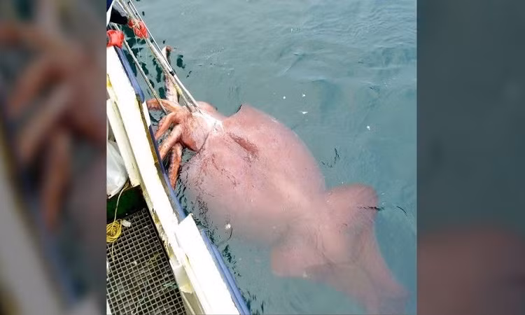 Cả hai loài mực này đều ăn cá và những loài mực khác. Sau khi trưởng thành, kẻ thù thường xuyên chúng phải đối đầu nhất là cá nhà táng. Mực colossal là thức ăn yêu thích của cá nhà táng, theo Bảo tàng New Zealand.