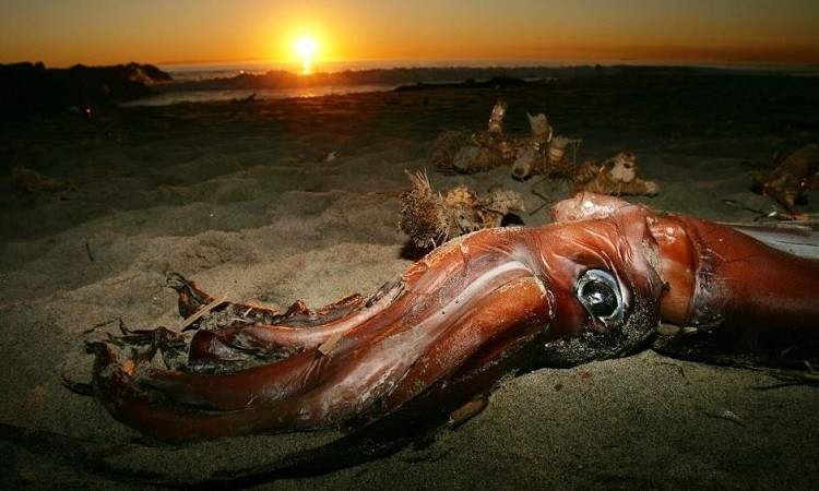 Mực colossal sống ở Nam Cực nhưng có thể phân bố xa hơn về phía bắc như New Zealand, ước tính dài khoảng 9 - 10 m. Dù tổng chiều dài không bằng mực khổng lồ nhưng mực colossal lại chiến thắng về cân nặng. Chúng có thể phát triển tới 450 kg, theo Judkins.