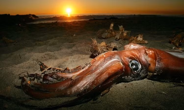 Mực colossal sống ở Nam Cực nhưng có thể phân bố xa hơn về phía bắc như New Zealand, ước tính dài khoảng 9 - 10 m. Dù tổng chiều dài không bằng mực khổng lồ nhưng mực colossal lại chiến thắng về cân nặng. Chúng có thể phát triển tới 450 kg, theo Judkins.