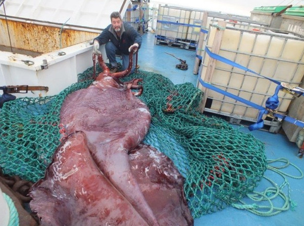 Điều này biến mực colossal trở thành động vật không xương sống nặng nhất hành tinh, theo tổ chức phi lợi nhuận Oceana. Mực khổng lồ và mực colossal cũng là loài có đôi mắt lớn nhất trong số các loài động vật còn sống trên Trái Đất. Mắt của chúng rộng khoảng 27 cm, tương đương một quả bóng đá.