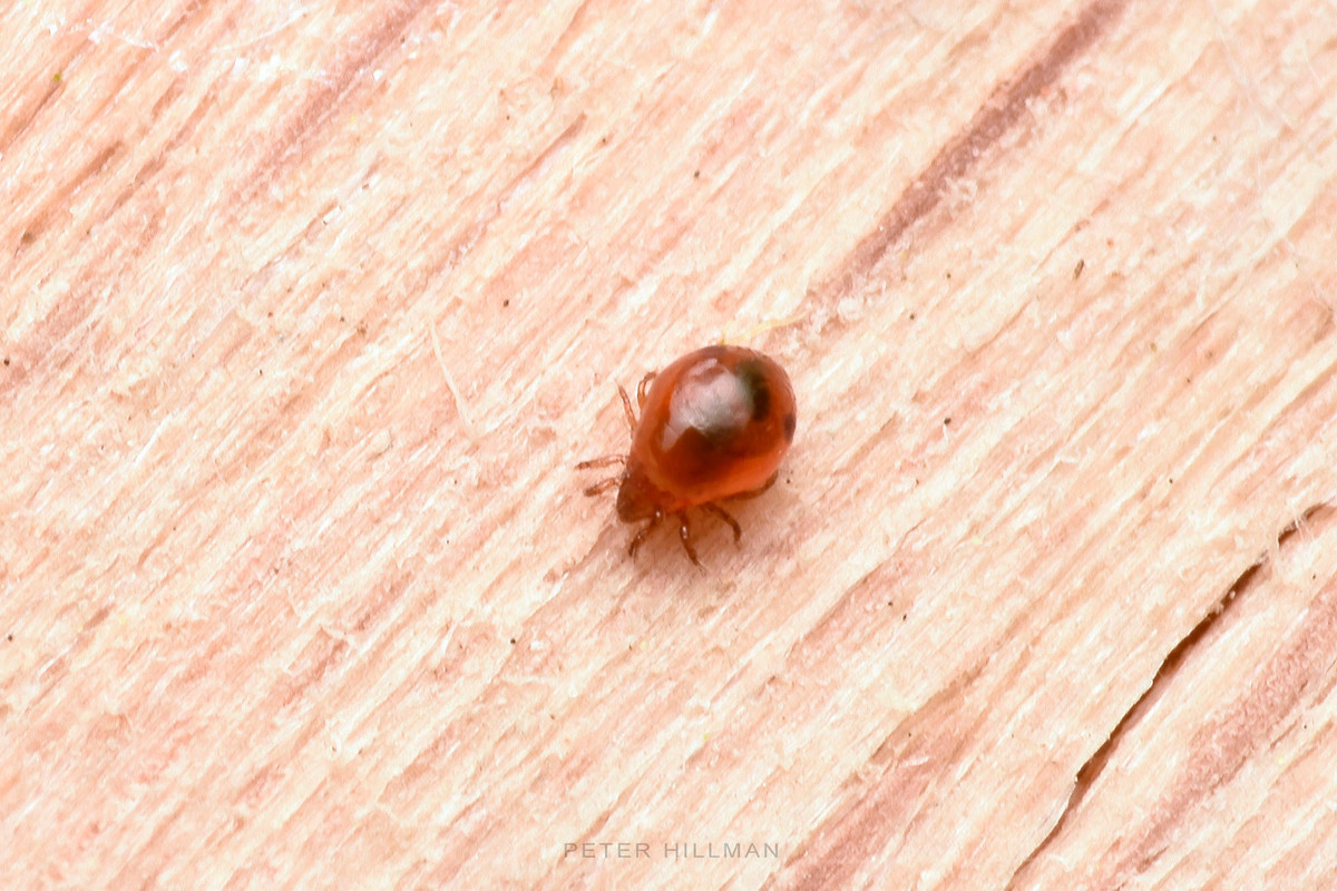 Về cấu trúc, côn trùng không có bộ xương bên trong như các động vật có xương sống, thay vào đó chúng có vỏ ngoài cứng. Việc không có trọng lượng của xương bên trong cho phép ve giáp có một lượng cơ bắp cao hơn.