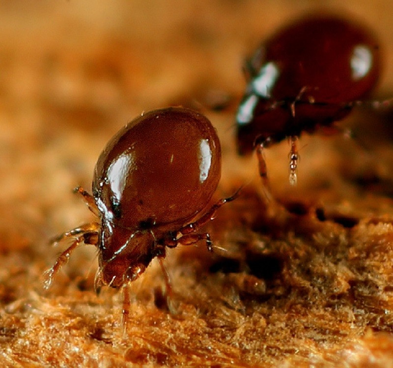 Ve giáp được coi là loài vật mạnh nhất vì chúng có khả năng nâng trọng lượng gấp 1.180 lần so với cơ thể của mình. Dù có khối lượng nhẹ chỉ khoảng 25 microgram, ve giáp có thể nâng vật nặng tương đương với việc một người đàn ông trưởng thành nâng được 82 tấn.