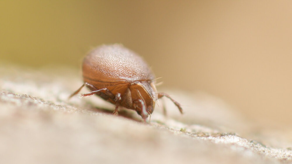 Chúng cũng có vai trò quan trọng trong việc phân tán hạt, cải thiện cấu trúc đất và giảm số lượng côn trùng và sinh vật ký sinh gây hại cho con người và động vật nuôi. Ve giáp có tốc độ trao đổi chất thấp, quá trình phát triển chậm và khả năng sinh sản thấp.