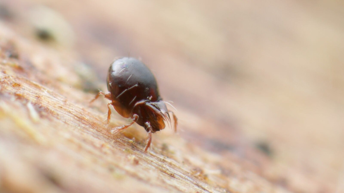 Theo các nhà khoa học, ve giáp đã tồn tại trên Trái đất từ khoảng 300-400 triệu năm trước đây.