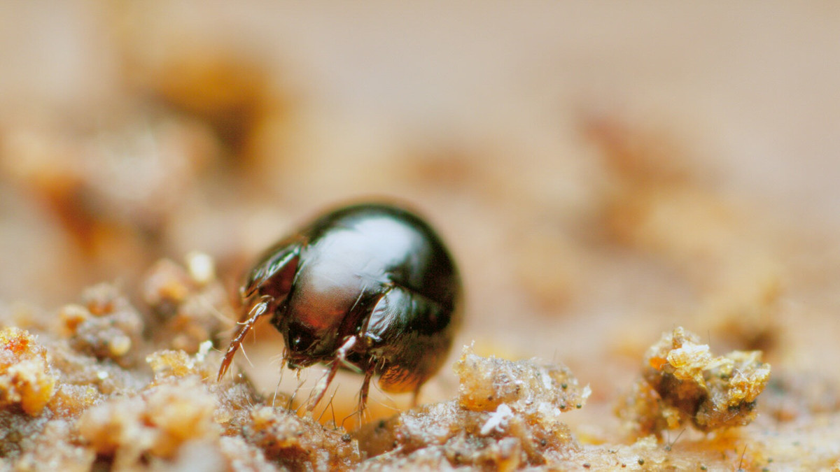 Thời gian từ khi ve giáp ấu trùng cho đến khi trưởng thành dao động từ vài tháng đến 2 năm. Quá trình phát triển của ve giáp bao gồm 6 giai đoạn hoạt động, bao gồm giai đoạn tiền ấu trùng, ấu trùng và 3 giai đoạn nhộng trưởng thành.