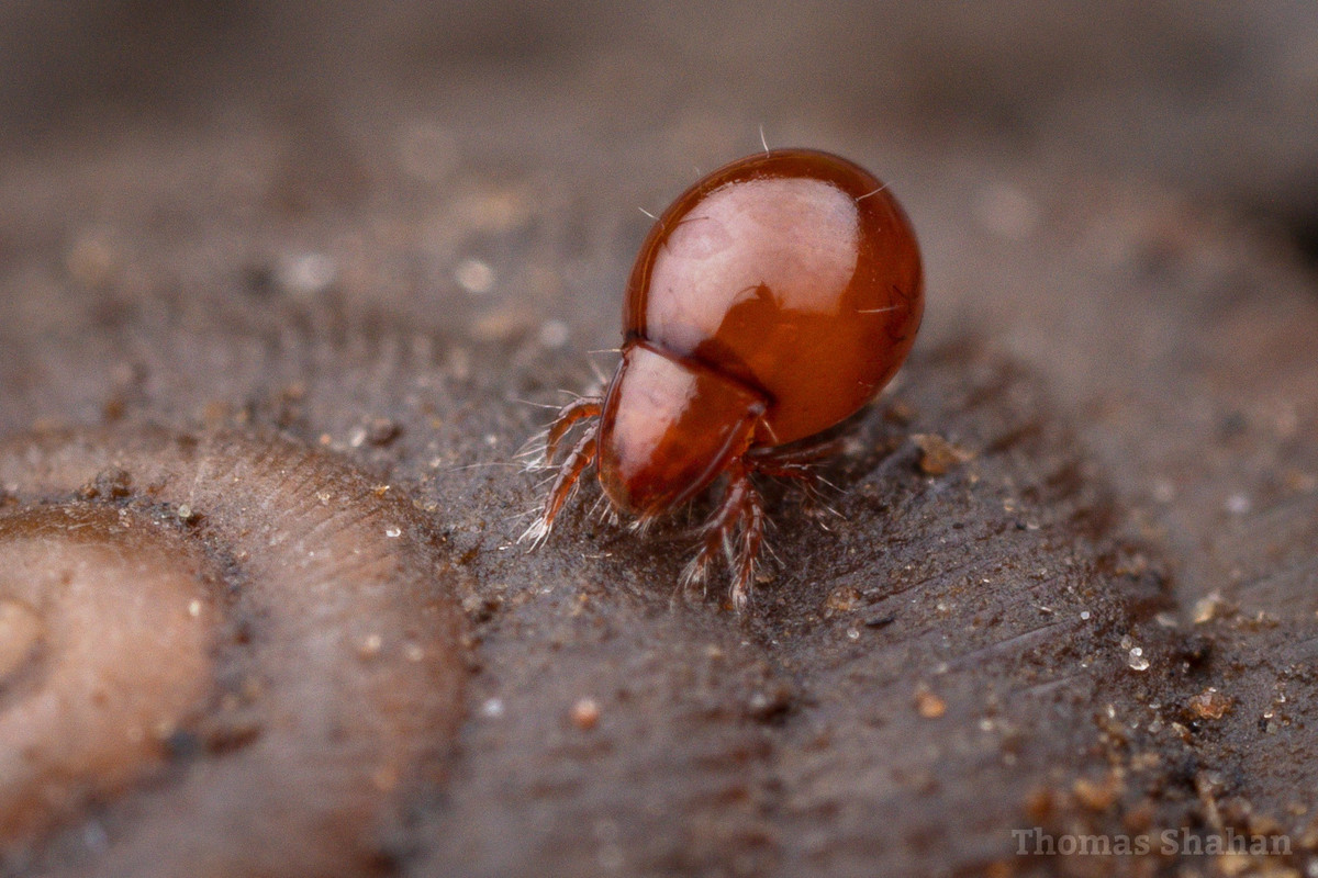 Do đó, ve giáp có thể nâng vật nặng nhiều lần so với cơ thể bởi chúng có trọng lượng nhẹ, không có bộ xương bên trong và có lượng cơ bắp cao.