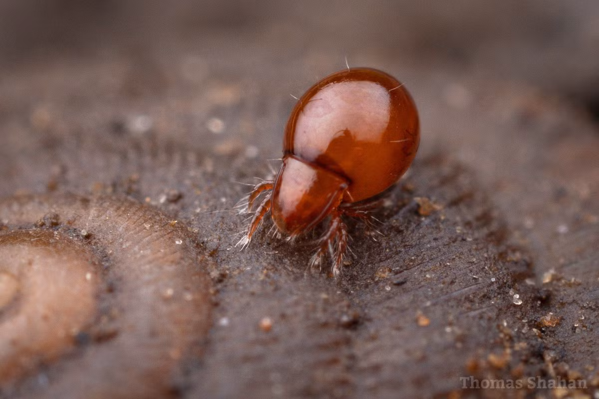 Do đó, ve giáp có thể nâng vật nặng nhiều lần so với cơ thể bởi chúng có trọng lượng nhẹ, không có bộ xương bên trong và có lượng cơ bắp cao.