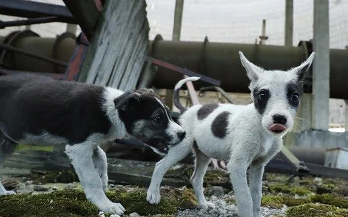 Nhà di truyền học Elaine Ostrander thuộc Viện Nghiên cứu bộ gen người quốc gia, một thành viên nhóm nghiên cứu, cho rằng họ đã có "cơ hội vàng" để đặt nền tảng cho việc trả lời câu hỏi quan trọng: Làm thế nào để bạn tồn tại trong một môi trường khắc nghiệt như thế này trong 15 thế hệ?