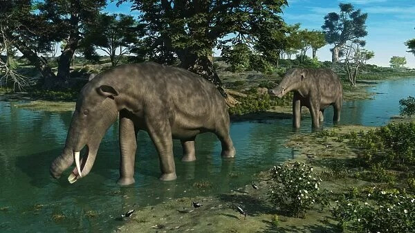 Một mỏ đá ở Mông Cổ đã tiết lộ gần 10 mẫu vật hoàn chỉnh, hầu hết là những con còn rất nhỏ nhiều khả năng chết do bị mắc kẹt trong một khu vực đầm lầy. Một mẫu vật trưởng thành từ địa điểm này thậm chí còn có một bộ xương bào thai giữa các xương chậu của nó.