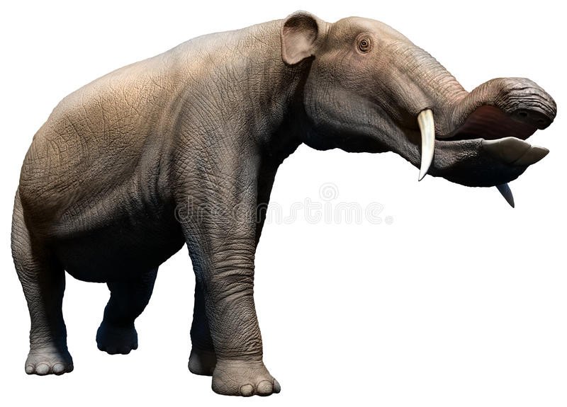 Platybelodon là một phần của họ Amebelodontidae đã tuyệt chủng nhưng trước đây chúng từng được cho là thuộc họ Gomphotheriidae. Gomphotheriidae đã phân bố rộng khắp các châu lục ngoại trừ châu Đại Dương và Nam Cực. Chúng xuất hiện lần đầu tiên ở đâu đó cách đây 25 triệu năm và tuyệt chủng khoảng 8000 năm trước vào đầu Thế Toàn Tân.
