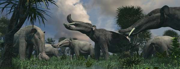 Sự khác biệt đó là một ví dụ về sự dị hình giới tính và thường xảy ra do con đực sử dụng ngà của chúng để chiến đấu giành bạn tình. Con đực có ngà trên (ngà xiên) lớn hơn nhiều so với con cái, còn ngà dưới (ngà dẹt) thì giống nhau ở hai giới tính.