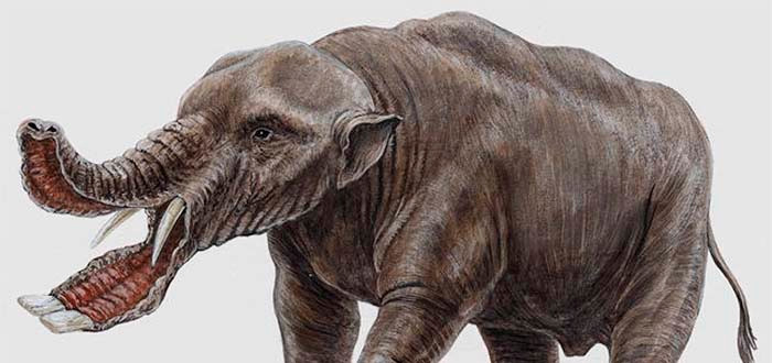 Platybelodon có nghĩa “ngà xiên - dẹt” là một thành viên thuộc bộ Proboscidea (bộ Có vòi). Ngày nay chỉ còn một họ duy nhất còn sống sót trong bộ này là họ Voi (bao gồm những con voi chúng ta thấy ngày nay).