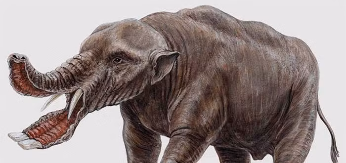 Platybelodon có nghĩa “ngà xiên - dẹt” là một thành viên thuộc bộ Proboscidea (bộ Có vòi). Ngày nay chỉ còn một họ duy nhất còn sống sót trong bộ này là họ Voi (bao gồm những con voi chúng ta thấy ngày nay).