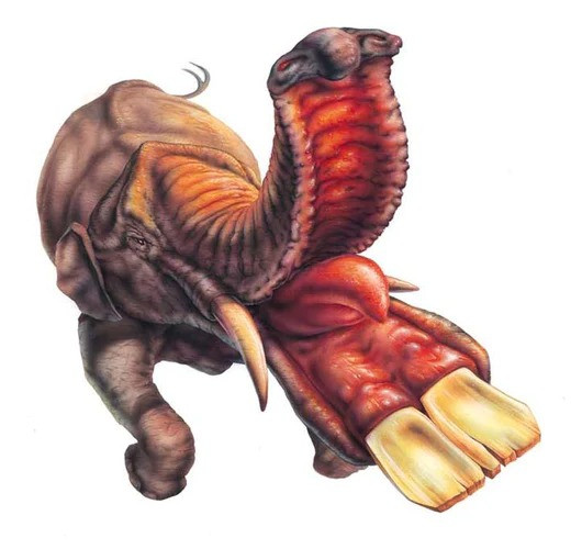 Nhờ đó, chúng ta có thể thấy Platybelodon phát triển ra sao từ khi còn trong bụng mẹ đến khi trưởng thành. Sự đa dạng trong hóa thạch của chúng còn cho ta biết rằng Platybelodon đực và cái có cấu trúc ngà khác nhau.