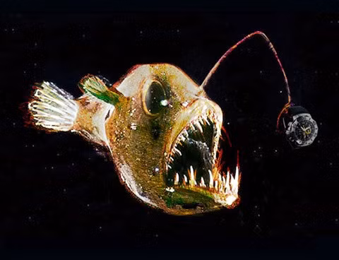 Một số loài như cá quỷ biển đen và cá cần câu sử dụng đèn phát sáng ở cuối bộ phận phụ nhô ra trước trán để nhử mồi, giống như mồi ở cuối dây câu. Ánh sáng này hấp dẫn con mồi vì chúng nghĩ rằng đó là một con mồi nhỏ phát quang.