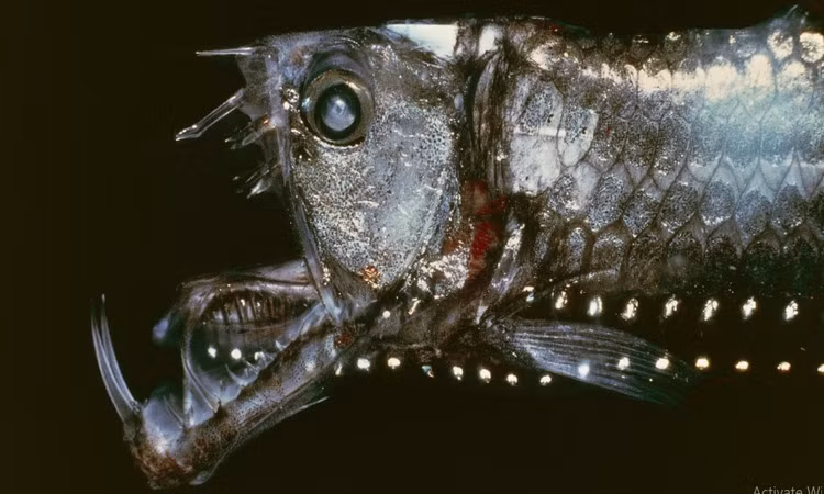 Một trong những đặc điểm ấn tượng nhất là hàm răng của chúng. Ví dụ, cá rắn Sloane (Chauliodus sloani) có những chiếc răng nanh lớn đến nỗi miệng chúng không thể đóng chặt mà không đâm vào hộp sọ.