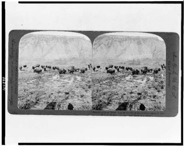 Cuộc tàn sát chủ yếu được thúc đẩy bởi mục đích kinh tế và nhu cầu về đất của những người định cư. Ban đầu, nông dân Mỹ đưa gia súc đến để chăn nuôi, điều này dẫn đến sự cạnh tranh về không gian với bò rừng bison. Sau đó, từ những năm 1870, chúng bị săn để lấy da, và điều này trở nên dễ dàng hơn do sự phát triển của ngành công nghiệp da.