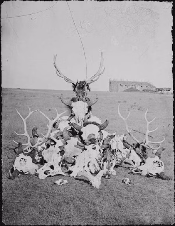 Bò rừng bison đóng vai trò quan trọng đối với người Mỹ bản địa ở vùng Đại Bình nguyên, Tây Bắc và dãy núi Rocky. Chúng không chỉ cung cấp thực phẩm, mà còn có đóng góp to lớn trong hầu hết các khía cạnh của cuộc sống, từ sử dụng da để làm quần áo, chăn, và chỗ ở tạm thời, cho đến việc sử dụng xương làm công cụ.