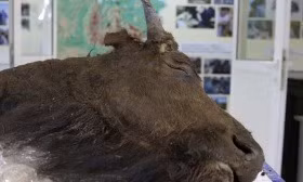 Các cộng đồng người Mỹ bản địa đã phải đối mặt với tình trạng suy dinh dưỡng và đói kém nghiêm trọng. Có chứng cứ cho thấy họ phải sử dụng các nguồn thực phẩm không đủ, bao gồm thậm chí việc ăn thịt ngựa, la, thức ăn bẩn, và sử dụng quần áo cũ để tránh chết đói. Mất mát tài nguyên này đã gây thiệt hại đến sinh kế và sự ổn định của cộng đồng trong hàng thế kỷ.