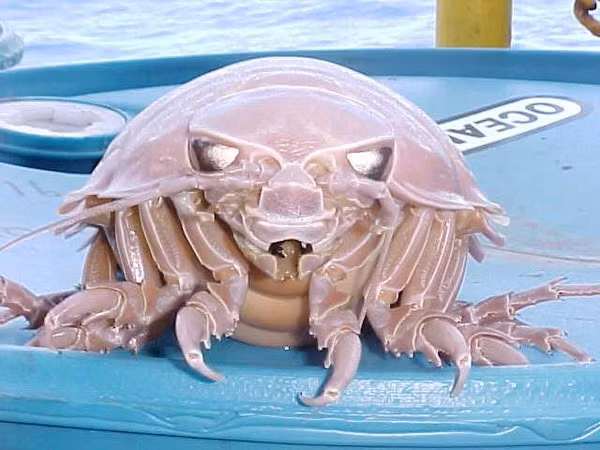 Phải cho đến khi nhà sinh vật học Huang Ming-Chih từ Đại học Quốc gia Đài Nam của Đài Loan quyết định giải trình tự ADN của con vật trong một dự án nghiên cứu về di truyền ở động vật chân đều.