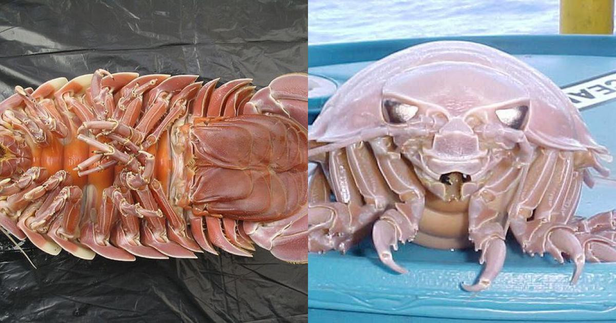 Huang đã rất ngạc nhiên khi thấy sự khác biệt đáng kể giữa bộ gen của loài rận biển mới với Bathonymus giganteus.