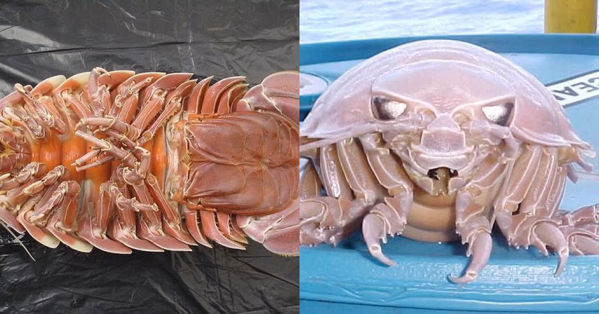 Huang đã rất ngạc nhiên khi thấy sự khác biệt đáng kể giữa bộ gen của loài rận biển mới với Bathonymus giganteus.