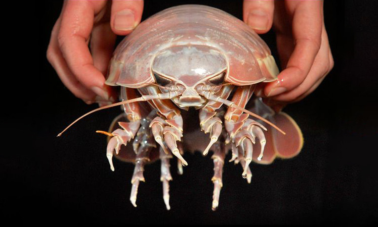 Trong suốt 5 năm qua, nó đã bị nhầm lẫn với một loài rận biển khổng lồ khác là Bathonymus giganteus.