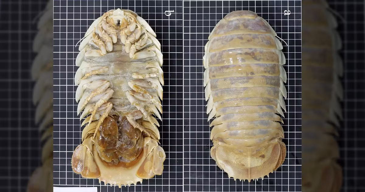 Hiện có khoảng 20 loài rận biển khổng lồ được biết đến trong chi Bathonymus, 14 trong số đó sinh sống dưới các vùng nước sâu, tối tăm và lạnh lẽo nhất của Đại Tây Dương, Thái Bình Dương và Ấn Độ Dương.