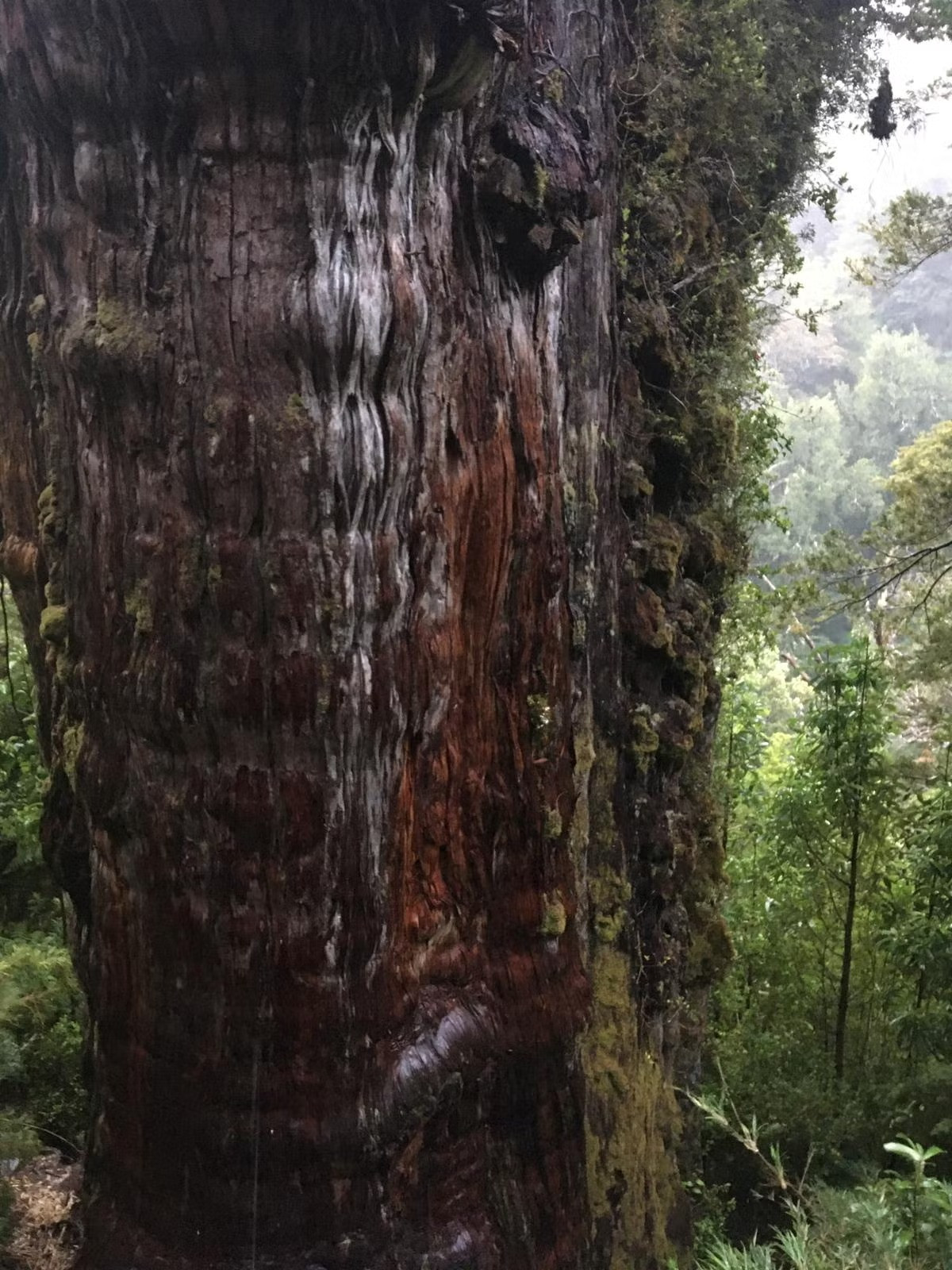 Nghiên cứu này thu hút nhiều sự chú ý trong cộng đồng khoa học bởi dendrochronology, phương pháp xác định niên đại vòng cây kém chính xác hơn với cây lớn tuổi bởi nhiều cây có phần lõi mục ruỗng.