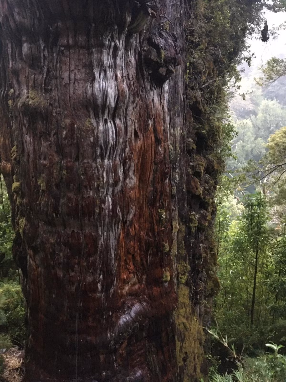 Nghiên cứu này thu hút nhiều sự chú ý trong cộng đồng khoa học bởi dendrochronology, phương pháp xác định niên đại vòng cây kém chính xác hơn với cây lớn tuổi bởi nhiều cây có phần lõi mục ruỗng.