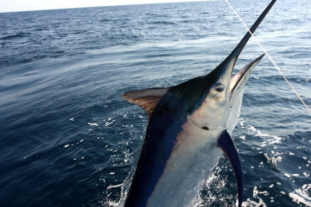Chúng có thể dài tới 4,65 mét và nặng vào khoảng 750 kg. Cá cờ đen - Black marlin là một trong những loại cá cờ và cũng là một trong những loài cá có xương sống lớn nhất thế giới.