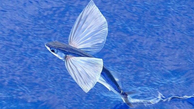 Hình dạng cơ thể thuôn dài cho phép chúng bơi rất nhanh, nhờ đó chúng dễ dàng bay vọt lên mặt nước. Đuôi cá chuồn có thể di chuyển đến 70 lần mỗi giây, điều này giúp chúng có thể đạt tốc độ lên đến 56 km/h.