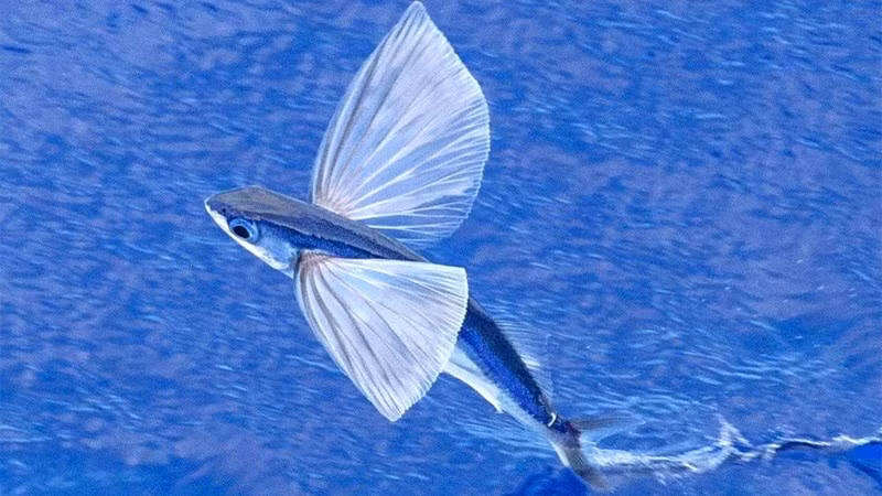 Hình dạng cơ thể thuôn dài cho phép chúng bơi rất nhanh, nhờ đó chúng dễ dàng bay vọt lên mặt nước. Đuôi cá chuồn có thể di chuyển đến 70 lần mỗi giây, điều này giúp chúng có thể đạt tốc độ lên đến 56 km/h.