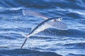 10. Cá chuồn (56 km/h). Cá chuồn là loài cá phổ biến được tìm thấy ở tất cả các đại dương, đặc biệt là vùng biển nhiệt đới và cận nhiệt đới. Điểm đặc trưng nhất của cá chuồn là vây ngực lớn bất thường, cho phép chúng bay trên mặt nước.