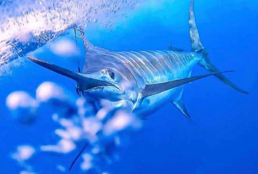 Cá cờ sọc Striped Marlin là một loài cá ăn thịt vào ban ngày ở độ sâu 100 mét tính từ mặt nước biển. Những con cá mòi chính là một trong những con mồi ưa thích của chúng.