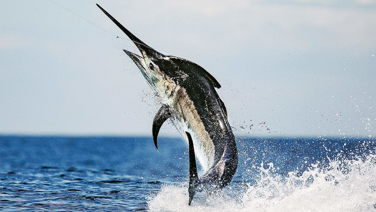 1. Cá cờ đen – Black marlin (112 km/h). Đứng đầu danh sách loài cá bơi nhanh nhất thế giới là một loài cá cờ được tìm thấy ở các khu vực cận nhiệt đới, nhiệt đới của Ấn Độ Dương và Thái Bình Dương - cá cờ đen.