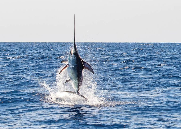 9. Cá kiếm - Swordfish (64km/h) thuộc một trong những loài cá bơi nhanh nhất đại dương. Chúng có thân hình thon dài, được tìm thấy chủ yếu ở các vùng ôn đới và nhiệt đới của Thái Bình Dương, Đại Tây Dương và Ấn Độ Dương. Nhờ vào việc có một tốc độ nhanh nhẹn trong nước nên chúng có khả năng săn mồi vô cùng điêu luyện.