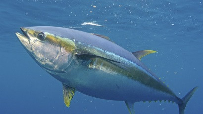 6. Cá ngừ vây vàng - Yellowfin Tuna (74 km/h). Cá ngừ vây vàng là một loài cá ngừ được tìm thấy ở vùng biển nhiệt đới và cận nhiệt đới trên khắp thế giới. Cá ngừ vây vàng ăn các loại mực, cá và động vật giáp xác. Chúng có xu hướng bơi thành bầy với những loại cá khác có cùng kích cỡ, bao gồm các loại cá ngừ khác cũng như các loại cá lớn hơn khác như cá heo, cá voi hay cá nhám voi.