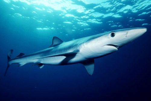 7. Cá mập xanh - Blue Shark (69 km/h). Loài cá này thích sinh sống ở những dòng nước có nhiệt độ tương đối mát mẻ và chúng có khả năng di chuyển một quãng đường dài, ví dụ như từ New England tới Nam Mỹ.