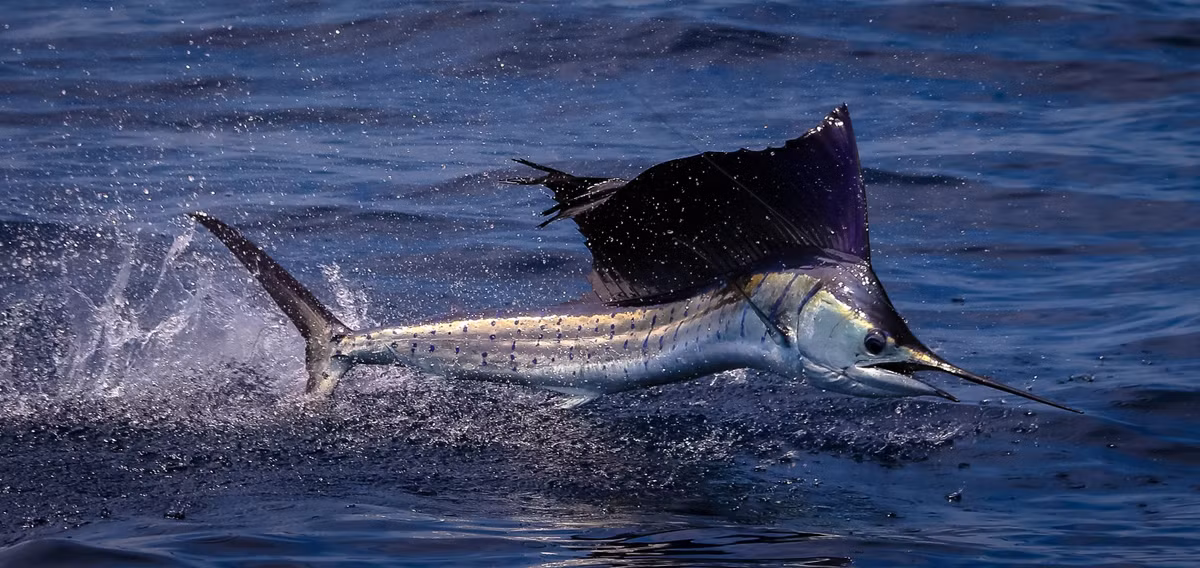 2. Cá buồm - Sailfish (109 km/h). Loài cá này thường sống ở những vùng có dòng biển ấm chảy qua trên khắp Thái Bình Dương và Ấn Độ Dương. Loài cá này rất đặc biệt bởi chiếc vây lưng dựng ngược lên giống như một cánh buồm xuyên suốt chiều dài của lưng. Đây cũng là lí do vì sao chúng lại được gọi là cá buồm. Bên cạnh đó, chúng còn có phần miệng kéo dài giống như của cá kiếm giúp cho việc tấn công con mồi và kiếm thức ăn trở nên dễ dàng.