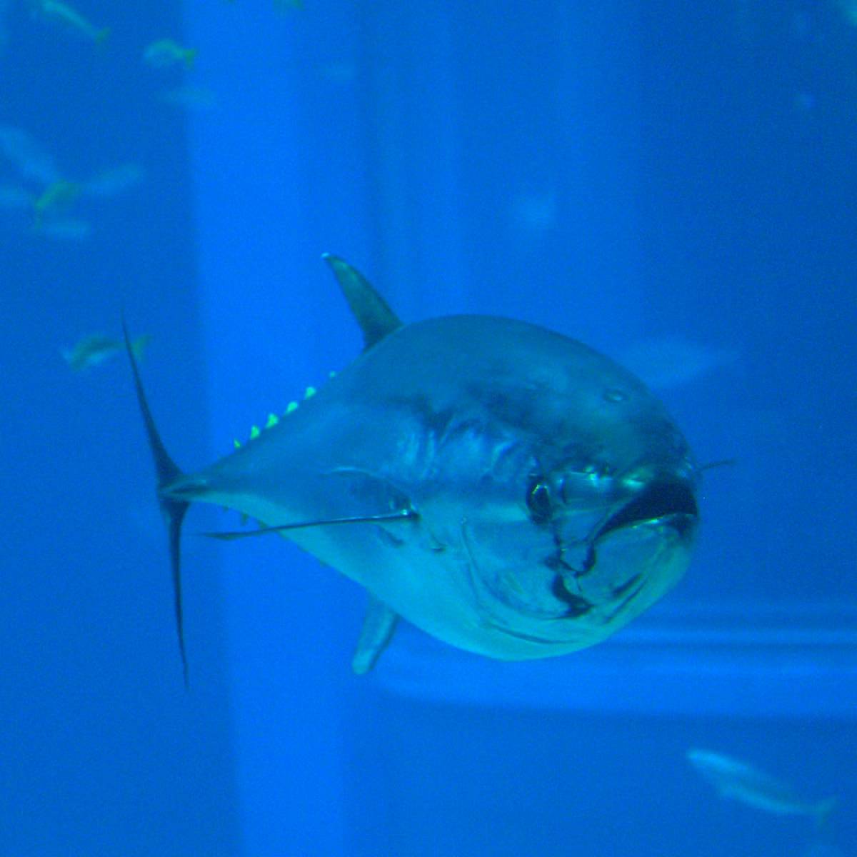 5. Cá ngừ vây xanh phương Nam - Southern Bluefin Tuna (76 km/h). Loài cá này là một phần trong nhóm các loài cá có xương sống có thể duy trì nhiệt độ cơ thể của lên đến 10 độ so với nhiệt độ môi trường. Đây là một lợi thế giúp chúng duy trì năng lượng trao đổi chất cao khi ăn thịt và di chuyển những đoạn đường có khoảng cách lớn.