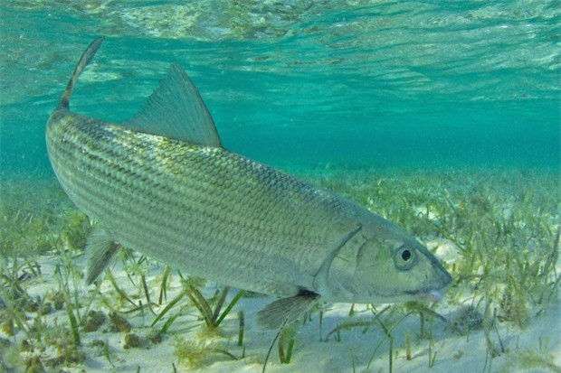 8. Cá mòi đường - Bonefish (64km/h) thường sinh sống ở vùng nước gần bờ nhiệt đới và khi thủy chiều xuống, chúng sẽ di chuyển tới những bãi cạn. Bonefish có thể nặng tới 8.6 kg, dài tới 90 cm. Thật dễ dàng để nhận biết loài cá này bởi Bonefish có màu bạc lấp lánh với một vài chiếc vây cá có màu sẫm.