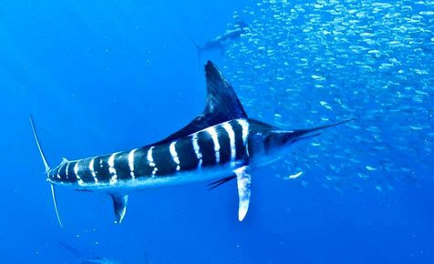 3. Cá cờ sọc – Striped Marlin (80 km/h). Đây là một loài nhỏ của cá cờ có thể được tìm thấy ở vùng nhiệt đới Thái Bình Dương và Ấn Độ Dương. Cá cờ sọc có một trọng lượng kỷ lục được ghi nhận vào năm 1982 là 190 kg và chiều dài tối đa là 4,2 mét.